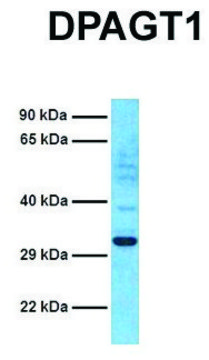 Anti-DPAGT1 (C-terminal) antibody produced in rabbit affinity isolated antibody