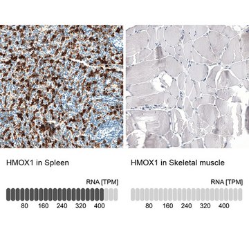 Monoclonal Anti-HMOX1 antibody produced in mouse Prestige Antibodies&#174; Powered by Atlas Antibodies, clone CL11661, purified immunoglobulin, buffered aqueous glycerol solution