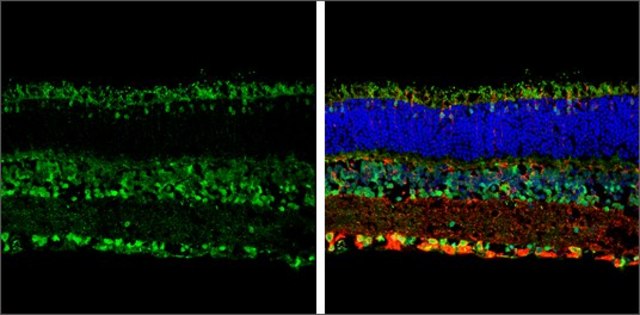 Anti-OPN3 (N-terminal) antibody produced in rabbit affinity isolated antibody, buffered aqueous solution