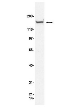 Anti-Rad50 Antibody, clone 13B3/2C6 clone 13B3/2C6, Upstate&#174;, from mouse