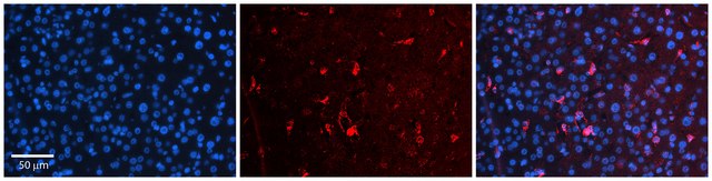 Anti-OSBPL8 antibody produced in rabbit affinity isolated antibody