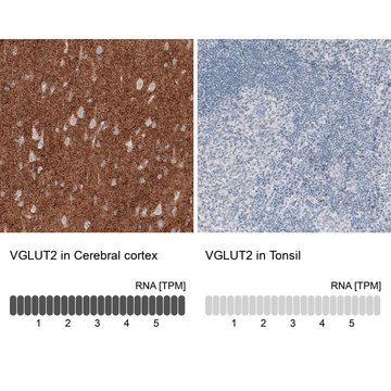 Monoclonal Anti-VGLUT2 antibody produced in mouse Prestige Antibodies&#174; Powered by Atlas Antibodies, clone CL2921, purified immunoglobulin, buffered aqueous glycerol solution