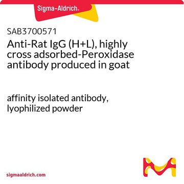 Anti-Rat IgG (H+L), highly cross adsorbed-Peroxidase antibody produced in goat affinity isolated antibody, lyophilized powder