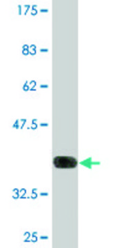 Monoclonal Anti-POLQ antibody produced in mouse clone 1C11, purified immunoglobulin, buffered aqueous solution