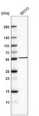 Anti-B3GNT2 antibody produced in rabbit Prestige Antibodies® Powered by Atlas Antibodies, affinity isolated antibody, buffered aqueous glycerol solution