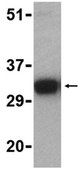 Anti-LFG Antibody from rabbit, purified by affinity chromatography