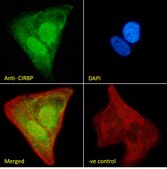 Anti-CIRBP antibody produced in goat affinity isolated antibody, buffered aqueous solution
