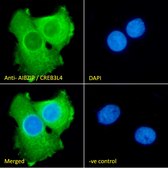 Anti-AIBZIP/CREB3L4 antibody produced in goat affinity isolated antibody, buffered aqueous solution