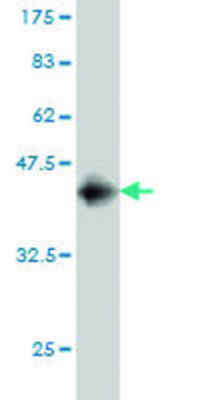 Monoclonal Anti-NALP12 antibody produced in mouse clone 3B5, purified immunoglobulin, buffered aqueous solution