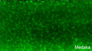 Anti-PCNA antibody produced in rabbit affinity isolated antibody, buffered aqueous solution