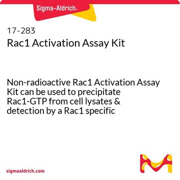 Rac1 Activation Assay Kit Non-radioactive Rac1 Activation Assay Kit can be used to precipitate Rac1-GTP from cell lysates &amp; detection by a Rac1 specific monoclonal antibody.