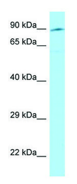 Anti-SEMA3E (C-terminal) antibody produced in rabbit affinity isolated antibody