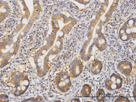 Monoclonal Anti-ROCK2, (C-terminal) antibody produced in mouse clone 1E12, purified immunoglobulin, buffered aqueous solution