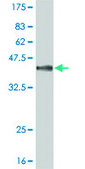 Monoclonal Anti-MAPK12, (C-terminal) antibody produced in mouse clone 1G4, purified immunoglobulin, buffered aqueous solution