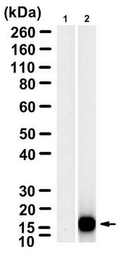 Anti-Bacteriophage MS2 Antibody, clone 1B21 ZooMAb&#174; Rabbit Monoclonal recombinant, expressed in HEK 293 cells