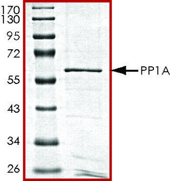 PP1A, active, GST tagged human recombinant, expressed in baculovirus infected Sf9 cells, &#8805;70% (SDS-PAGE), buffered aqueous glycerol solution