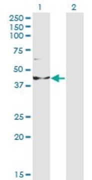 Monoclonal Anti-INPP1 antibody produced in mouse clone 1A6, purified immunoglobulin, buffered aqueous solution