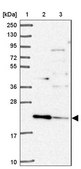 Anti-TMEM11 antibody produced in rabbit Prestige Antibodies® Powered by Atlas Antibodies, affinity isolated antibody, buffered aqueous glycerol solution