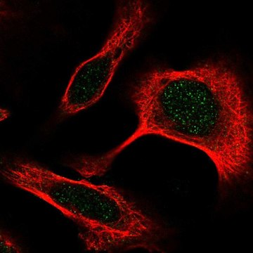 Anti-DAPK3 antibody produced in rabbit Prestige Antibodies&#174; Powered by Atlas Antibodies, affinity isolated antibody