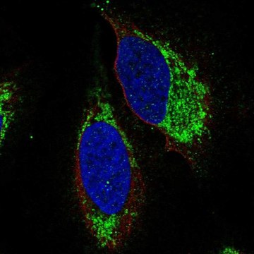 Anti-S1PR4 antibody produced in rabbit Prestige Antibodies&#174; Powered by Atlas Antibodies, affinity isolated antibody, buffered aqueous glycerol solution