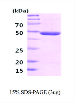 神经元特异性烯醇化酶 人 recombinant, expressed in E. coli, &#8805;95% (SDS-PAGE)