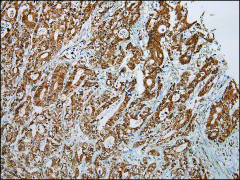 Anti-LSAMP affinity isolated antibody