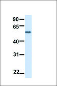 Anti-BTN2A1, (N-terminal) antibody produced in rabbit affinity isolated antibody