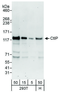 Rabbit anti-CtIP Antibody, Affinity Purified Powered by Bethyl Laboratories, Inc.