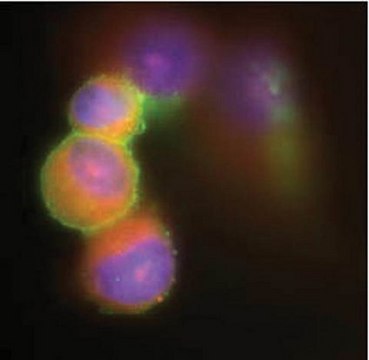 Anti-Respiratory Syncytial Virus Antibody Chemicon&#174;, from goat