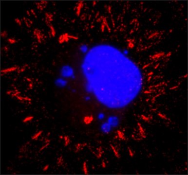 Anti-VSV Glycoprotein antibody, Mouse monoclonal clone P5D4, purified from&nbsp;hybridoma&nbsp;cell culture