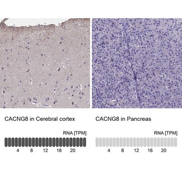 Anti-CACNG8 antibody produced in rabbit Prestige Antibodies&#174; Powered by Atlas Antibodies, affinity isolated antibody, buffered aqueous glycerol solution