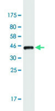 Monoclonal Anti-OTP antibody produced in mouse clone 8E12, purified immunoglobulin