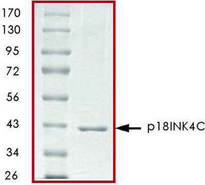 p18INK4C, GST tagged human recombinant, expressed in E. coli, &#8805;70% (SDS-PAGE), buffered aqueous glycerol solution