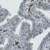 Monoclonal Anti-VWF antibody produced in mouse Prestige Antibodies® Powered by Atlas Antibodies, clone CL1950, purified immunoglobulin, buffered aqueous glycerol solution