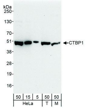 Rabbit anti-CTBP1 Antibody, Affinity Purified Powered by Bethyl Laboratories, Inc.