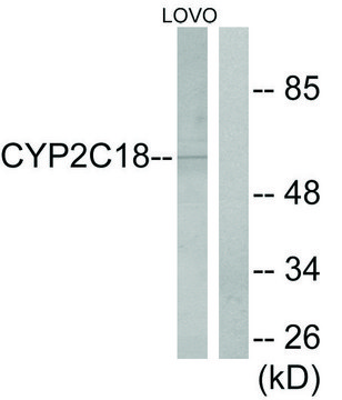 Anti-Cytochrome P450 2C8 antibody produced in rabbit affinity isolated antibody