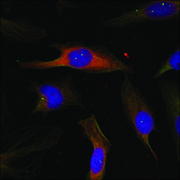 Anti-MAPKAPK2 (Ab-334) antibody produced in rabbit affinity isolated antibody