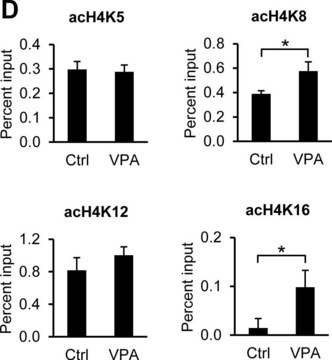 Anti-acetyl-Histone H4 (Lys8) Antibody serum, Upstate&#174;