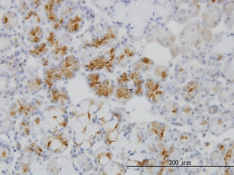 ANTI-RBP4 antibody produced in mouse clone 4D9, purified immunoglobulin, buffered aqueous solution