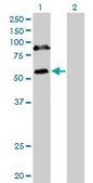 Monoclonal Anti-RBM6, (C-terminal) antibody produced in mouse clone 4B3, purified immunoglobulin, buffered aqueous solution