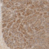 Anti-TMEM192 antibody produced in rabbit Prestige Antibodies® Powered by Atlas Antibodies, affinity isolated antibody, buffered aqueous glycerol solution