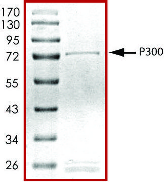 P300 (1283-1673), GST tagged human recombinant, expressed in baculovirus infected Sf9 cells, &#8805;70% (SDS-PAGE), buffered aqueous glycerol solution