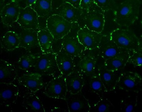 Anti-Connexin 43 Antibody, C-terminal Antibody, clone P4G9 clone P4G9, from mouse