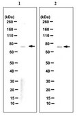 Anti-Lamin A (mature) Antibody, clone 4A4-A4 clone 4A4-A4, from mouse