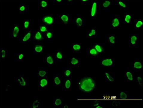 Monoclonal Anti-MCM3 antibody produced in mouse clone 4F7, purified immunoglobulin, buffered aqueous solution