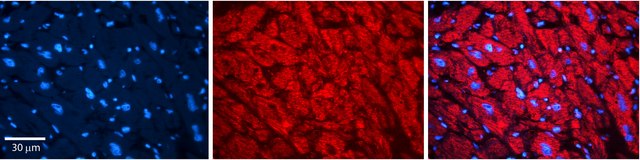 Anti-DAG1 antibody produced in rabbit affinity isolated antibody