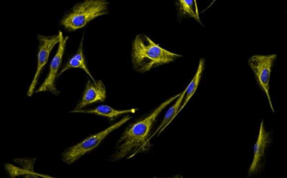 LX-2 Cas9 Human Hepatic Stellate Cell Line