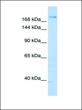 Anti-PLXNA2 antibody produced in rabbit affinity isolated antibody