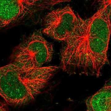 Anti-DTL antibody produced in rabbit Prestige Antibodies&#174; Powered by Atlas Antibodies, affinity isolated antibody