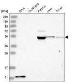Anti-BACE2 antibody produced in rabbit Prestige Antibodies® Powered by Atlas Antibodies, affinity isolated antibody